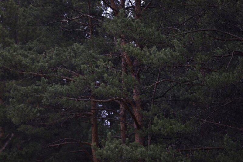 Пожароопасный сезон стартовал в лесах Татарстана