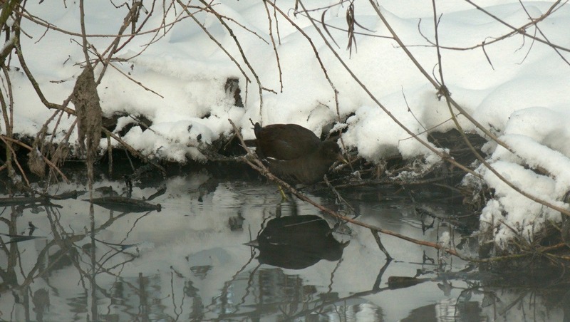 Две краснокнижные камышницы остались на зиму в Петербурге