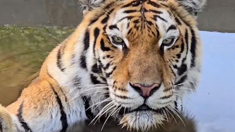 В «Доме Тигра» появились ванны и душ 