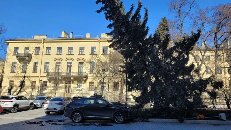 Ветер повалил более пятидесяти деревьев в Петербурге