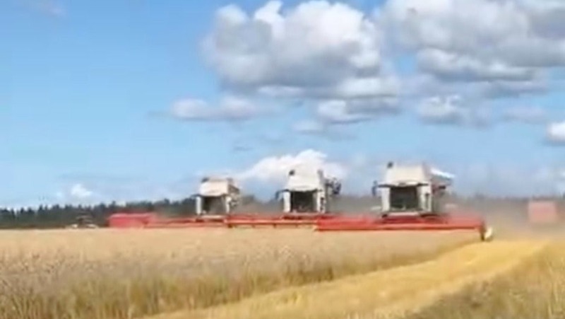 Около 20% урожая зерновых собрали в Ленобласти