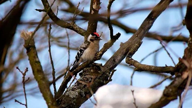 Самого маленького дятла России заметили в парке Петербурга