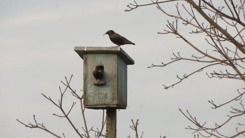 Скворцы вернулись в Ленинградскую область