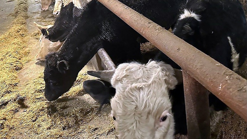 Магаданский фермер ответит в суде за гибель 80 животных в Клепке и Талоне