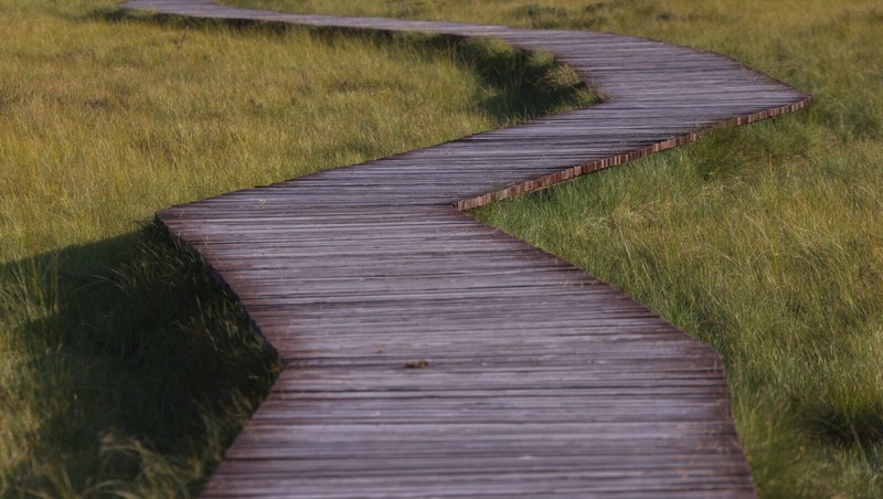 Беглов поздравил работников заповедного дела с профессиональным праздником