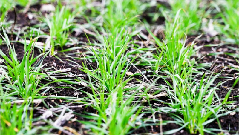 1,7 млн га засеят яровыми культурами в Татарстане в 2026 году