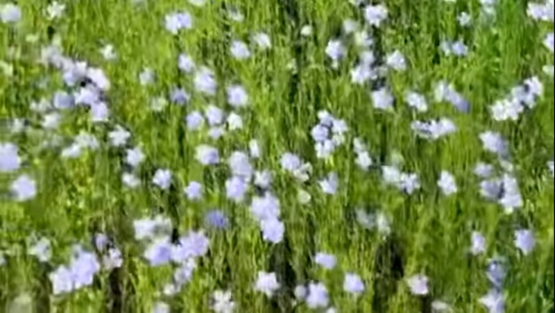 Масличный лён зацвёл в Ленобласти