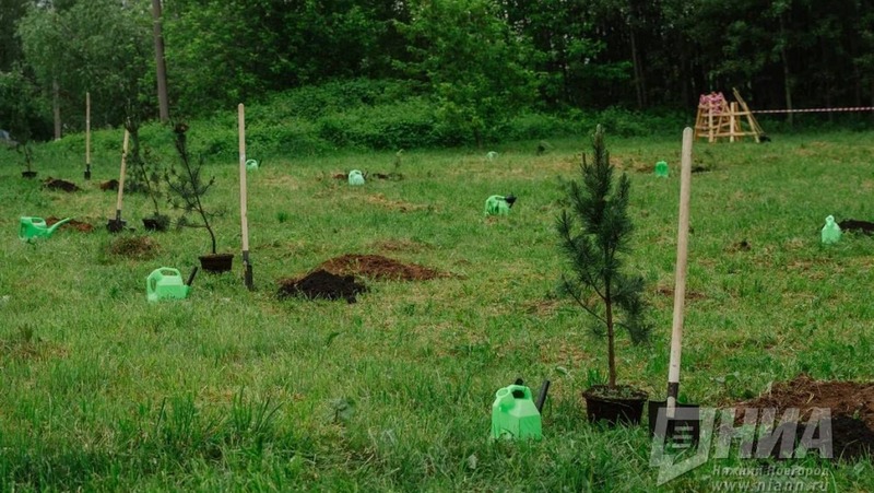 10 тыс. деревьев высадят в 2026 году в Нижнем Новгороде
