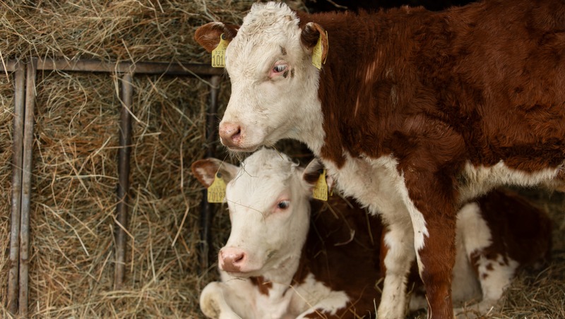 Молочный комплекс за 758 млн. рублей построят в Башкирии