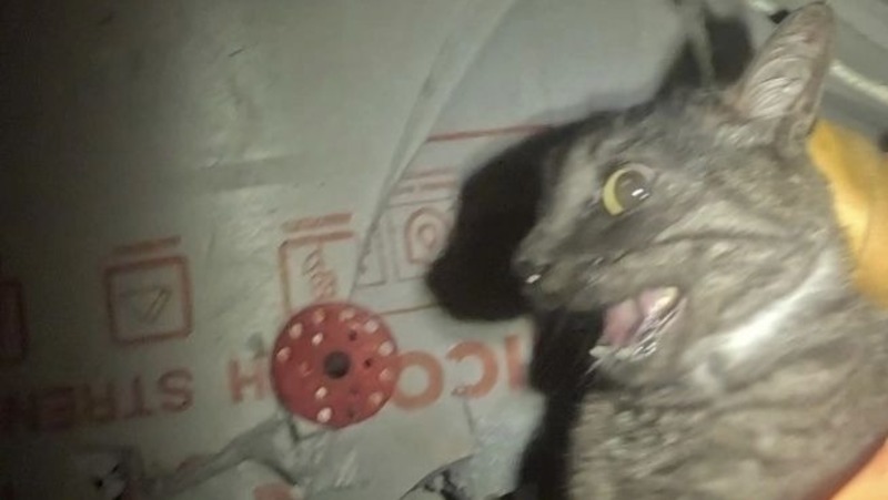 Спасатели освободили кота, застрявшего в стене дома на неделю в Новогорелово