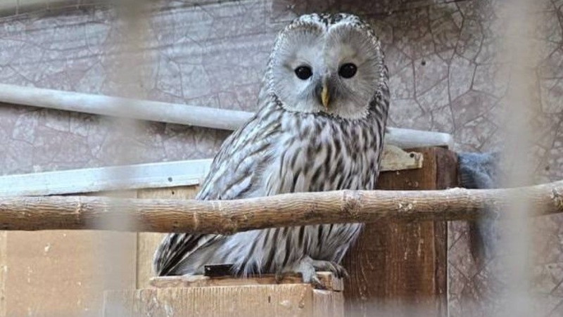 Застрявшую в трубе сову спасли от гибели в пос. Ола
