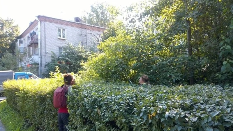 Газоны и цветники приводят в порядок в Пушкинском районе