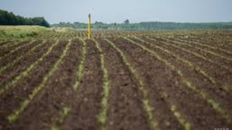 В РТ 90% проверенных яровых зерновых поражены сорняками 