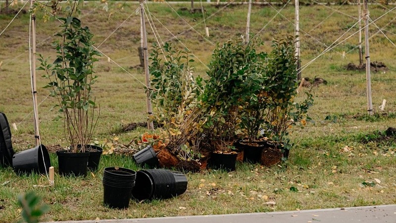 15 тыс. деревьев планируют высадить в Челнах в 2026 году