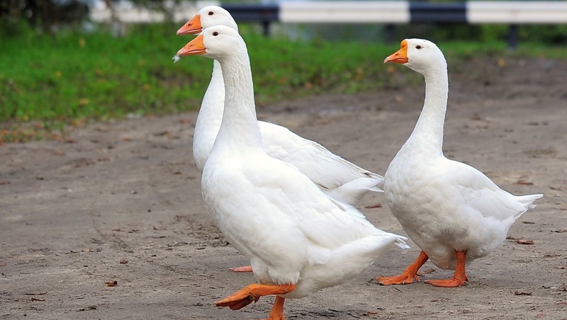 Новую породу гусей планируют создать в Татарстане