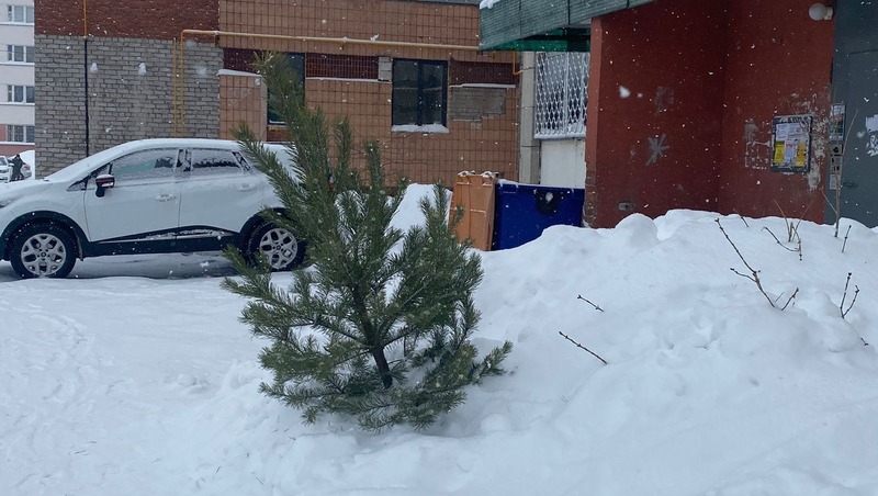 Елабужане могут сдать живую новогоднюю ёлку на площадке у РайПО