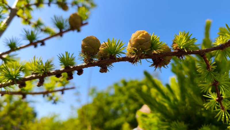 Редкие растения из Отрадного появятся в парках Петербурга