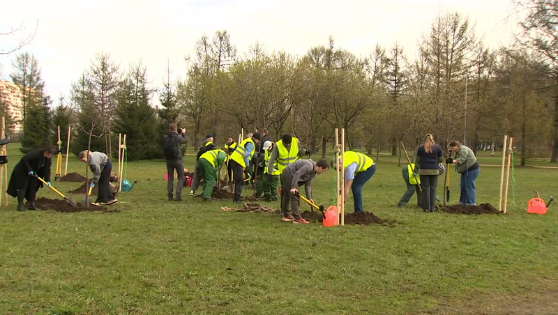 Общегородской посадке деревьев дали старт в Полюстровском парке Петербурга