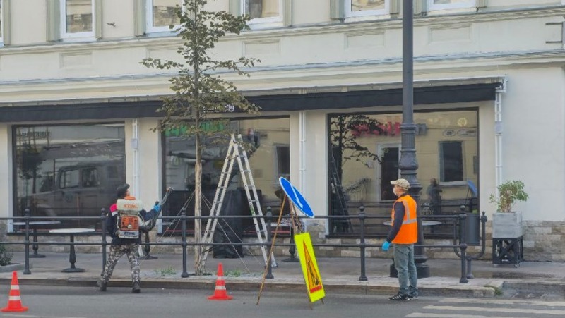Плановая обработка деревьев от вредителей началась в Самаре