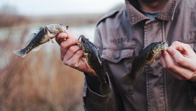 Около 30 тыс. мальков стерляди выпустили в Павловское водохранилище
