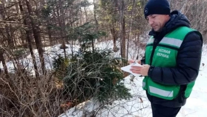Более 120 деревьев на 1,2 млн рублей уничтожили браконьеры в Хабаровском крае