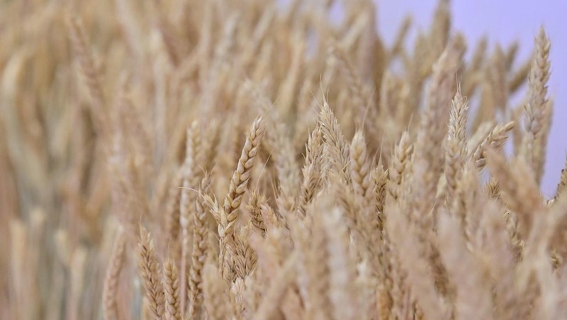 Челябинская область — лидер России по сбору твёрдой пшеницы