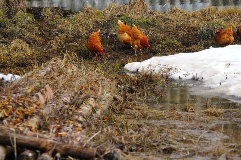 Поголовье птицы в хозяйствах всех категорий Татарстана выросло на 9,1%