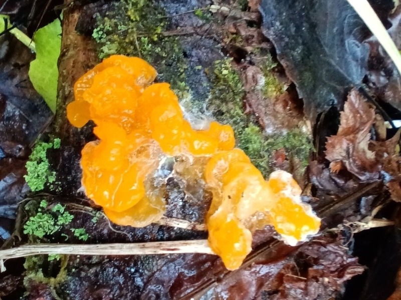 Грибы выросли в декабре на территории Керженского заповедника