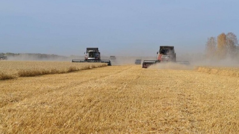 4,2 млн тонн зерна собрали омские аграрии в 2025 году