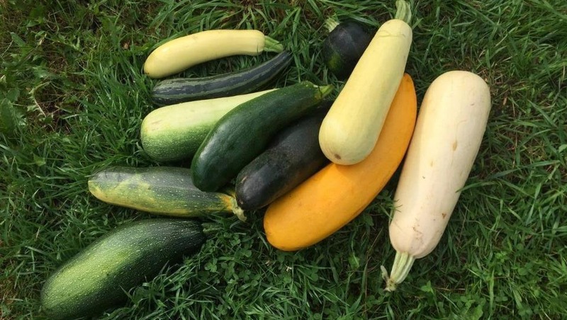 На 20% выросло производство тепличных овощей в 2025 году в Рязанской области