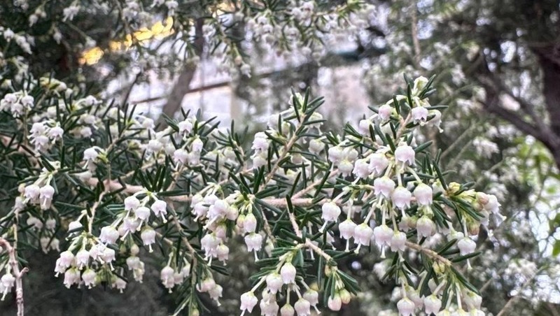 Эрика древовидная зацвела в Ботаническом саду Петербурга