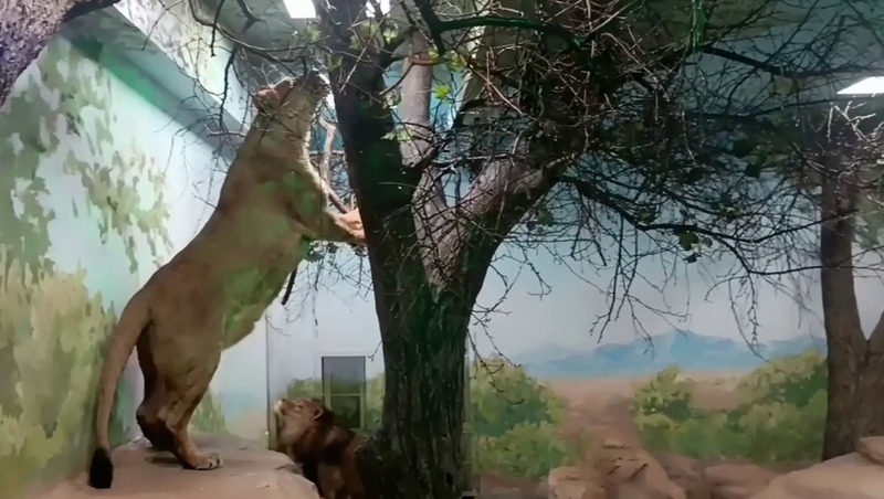 Львы Эрни и Мира переехали в обновленный вольер екатеринбургского зоопарка