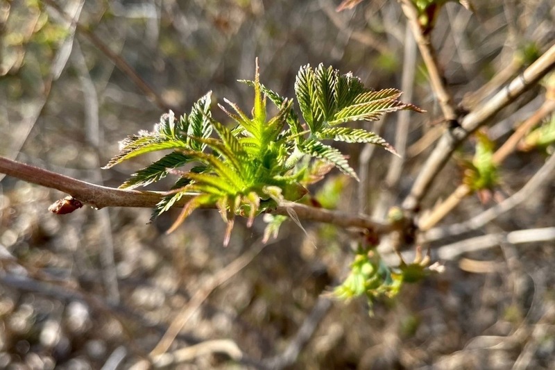 Более 300 деревьев и 3,5 тыс. кустарников высадят во время месячника чистоты в Омске