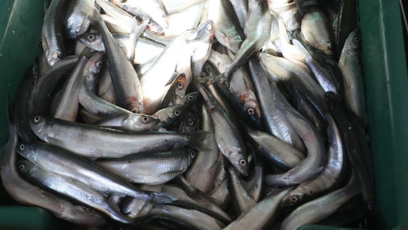 Сезон корюшки начался в Петербурге