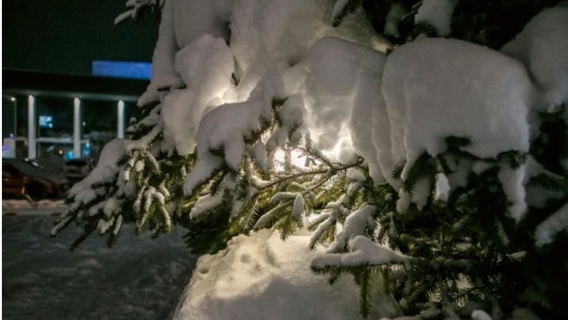 Елочные базары начали работу во Владимире