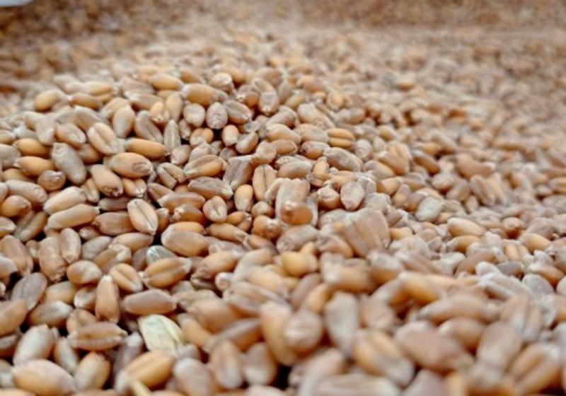 Первая партия омской пшеницы в 2026 году отгружена в Азербайджан