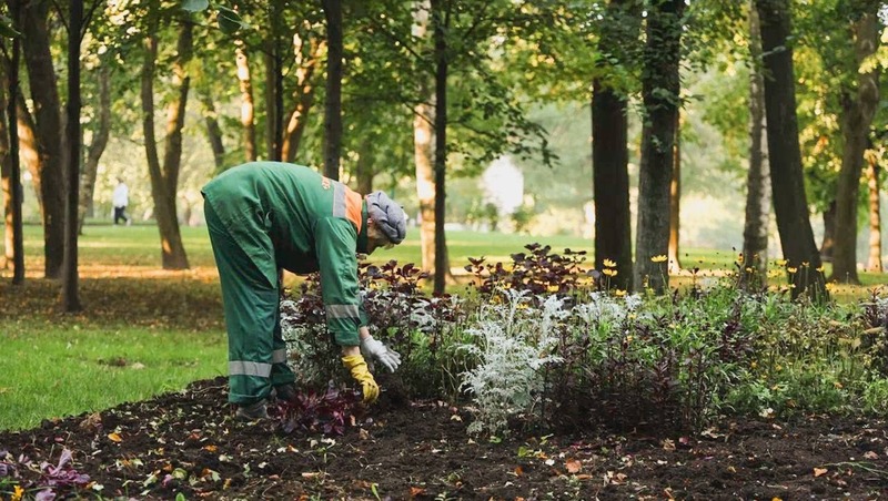 Более 2,6 тыс. деревьев высадили в ходе подготовки к зиме в Петербурге