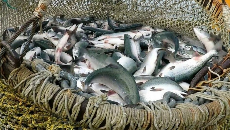 Более 12 тонн лососевых планируют добыть в Магаданской области в 2026 году