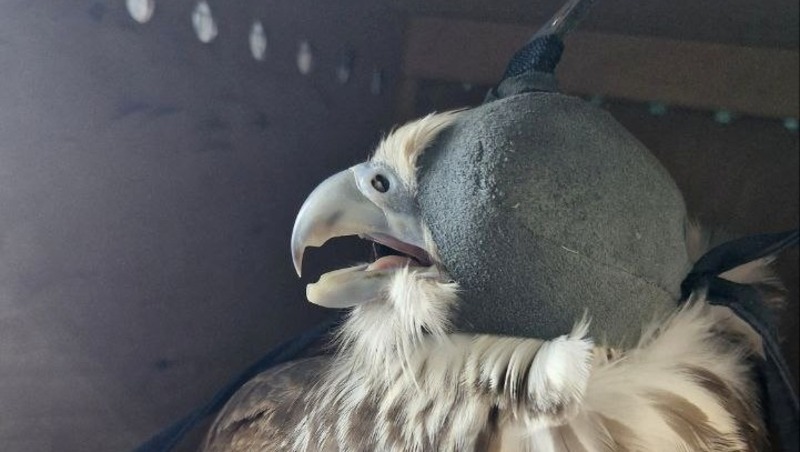 10 балобанов отправили из Ленобласти в ОАЭ