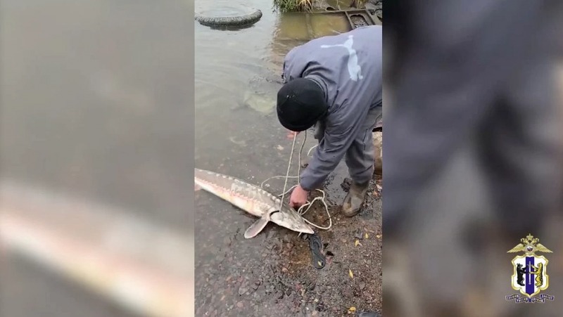 Браконьеров за вылов краснокнижной рыбы задержали в Хабаровском крае