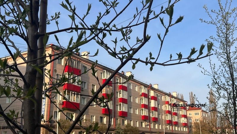 Более 1,8 тыс. деревьев высадят в Уфе 25 апреля в рамках экоакции