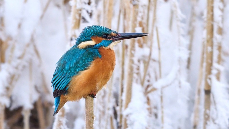 Краснокнижного голубого зимородка заметили на Финском заливе в Петербурге