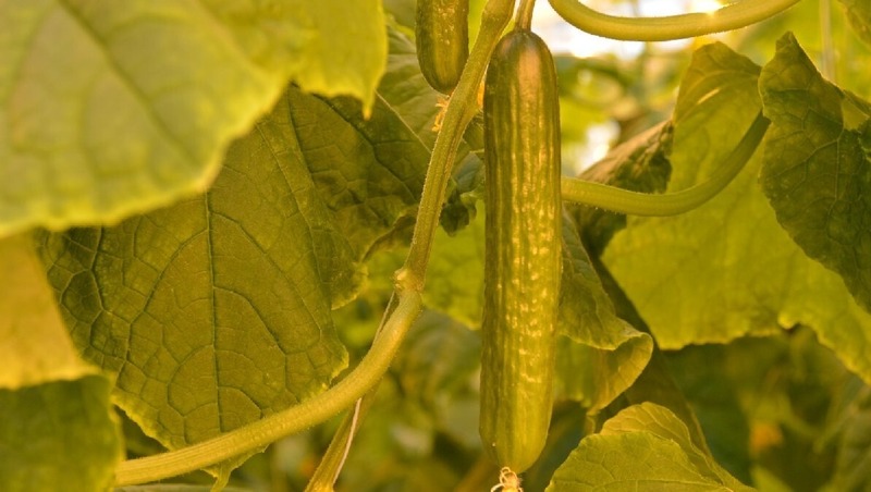 8,5 тыс. тонн тепличных овощей собрали в Рязанской области в 2025 году