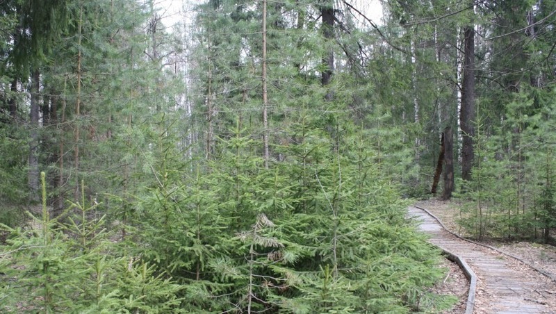 4 экотропы появятся в нацпарке «Нижегородское Поволжье»
