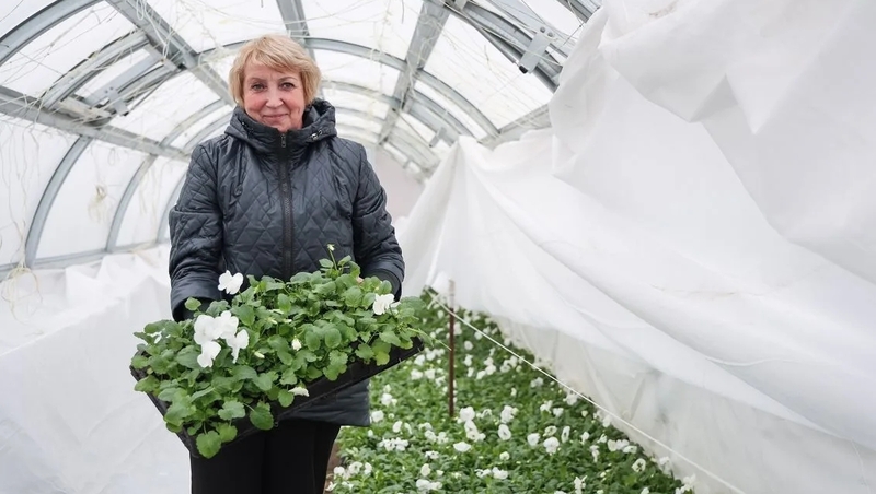 Около 600 тысяч виол высадят в 2026 году в Петербурге