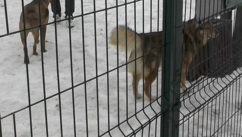 65 тыс. собак прошли обязательное чипирование в Татарстане