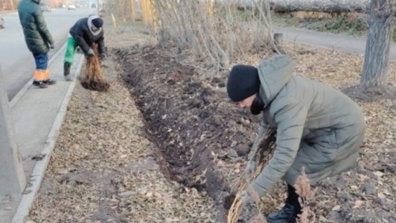 Около 70 деревьев высадили на ул. Красный путь