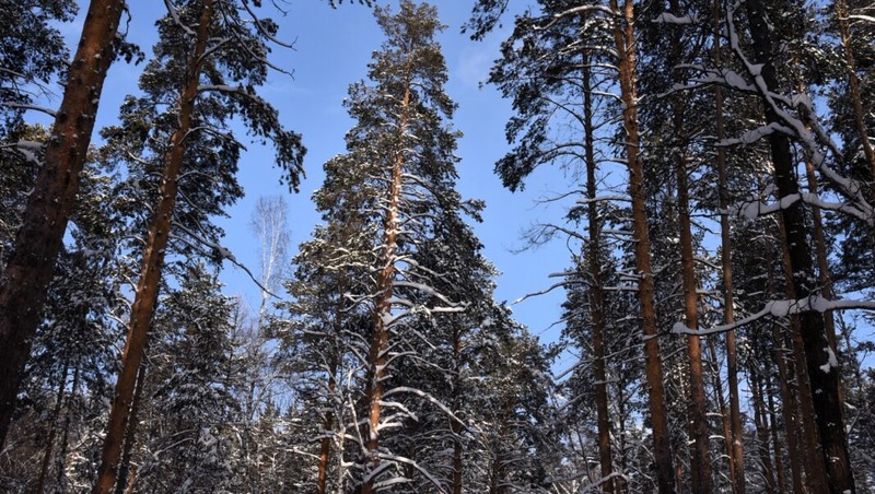 Пожароопасный сезон завершился в Свердловской области