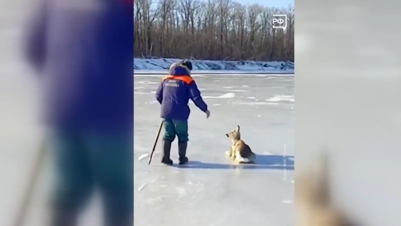 Сотрудники МЧС России спасли косулю из скользкой ловушки