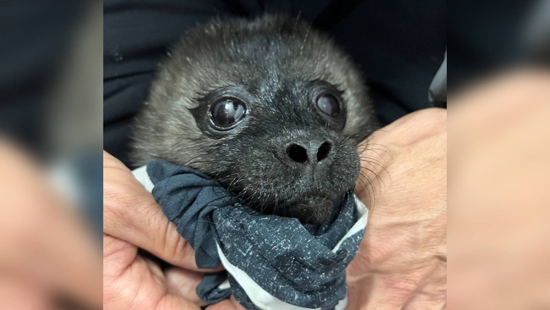 Сезон спасения нерп открыли в Петербурге